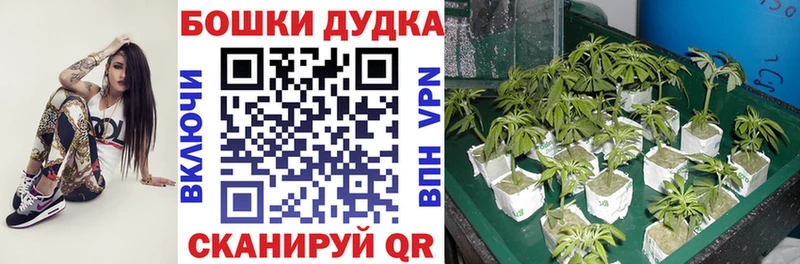 Каннабис MAZAR  Подпорожье 
